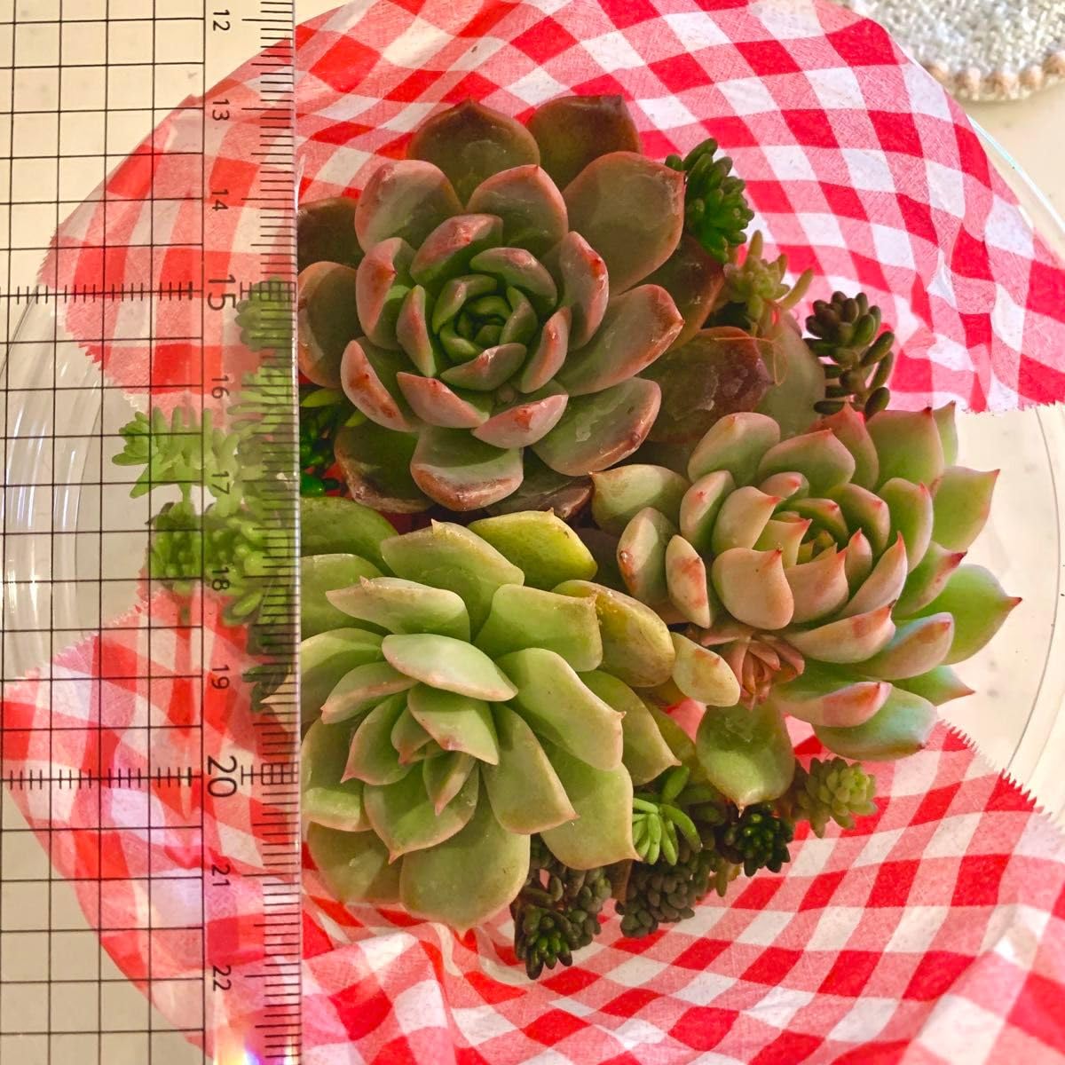 Amazon.co.jp: お得多肉植物 抜き苗 カット苗 寄せ植え 多肉弁当